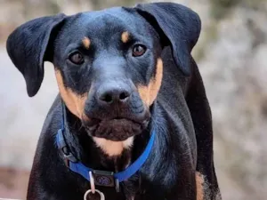 Cachorro raça SRD-ViraLata idade 1 ano nome Luke