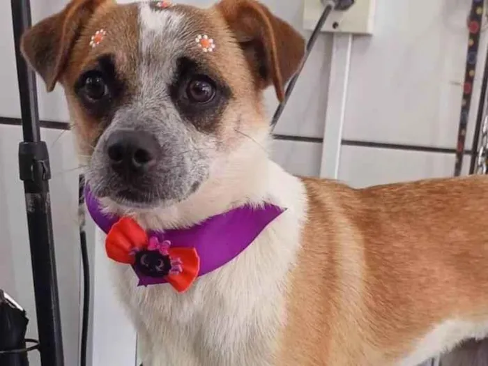 Cachorro ra a SRD-ViraLata idade 7 a 11 meses nome Batata