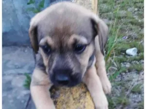 Cachorro raça SRD-ViraLata idade 2 a 6 meses nome BROWN