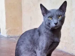 Gato raça SRD-ViraLata idade 7 a 11 meses nome PANTERA MACHO