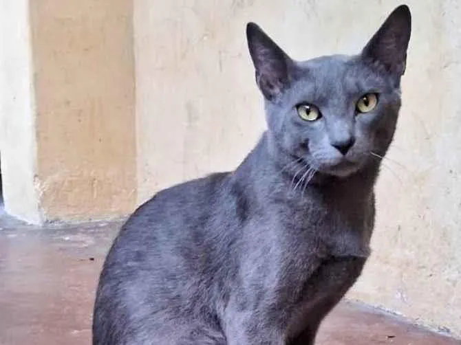 Gato ra a SRD-ViraLata idade 7 a 11 meses nome PANTERA MACHO