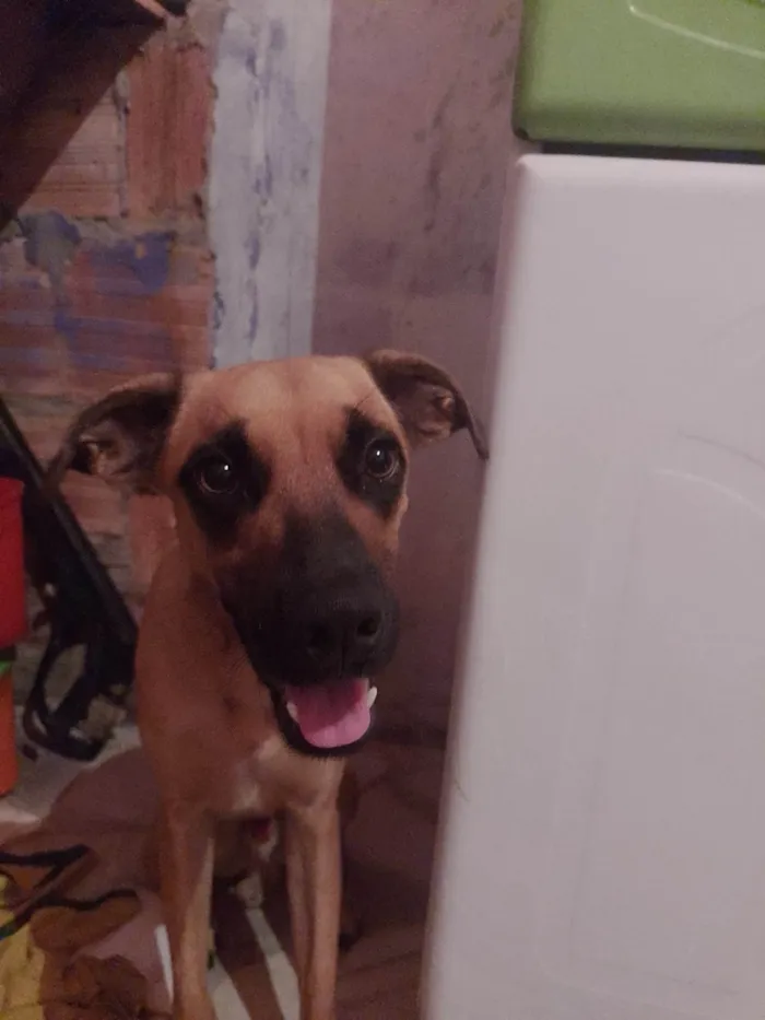 Cachorro ra a SRD-ViraLata idade 7 a 11 meses nome Doki