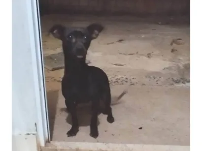 Cachorro raça SRD-ViraLata idade 1 ano nome Kiara nome que escolhemos para ela neste período 