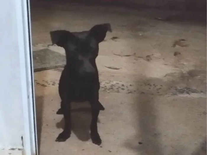 Cachorro ra a SRD-ViraLata idade 1 ano nome Kiara nome que escolhemos para ela neste período 