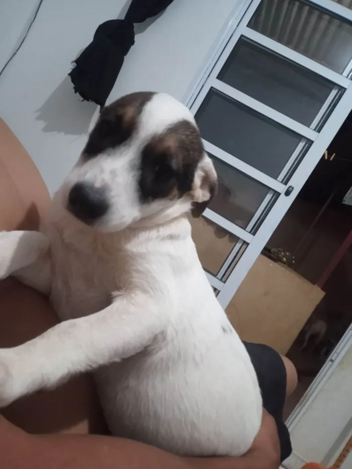 Cachorro ra a SRD-ViraLata idade 2 a 6 meses nome Ravena 