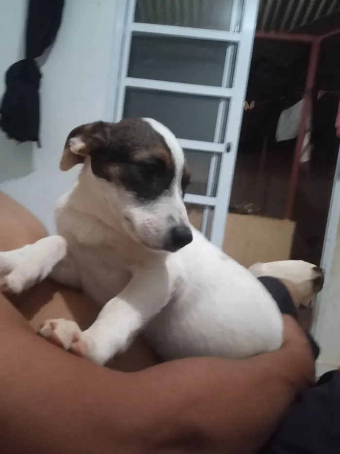 Cachorro ra a SRD-ViraLata idade 2 a 6 meses nome Ravena 