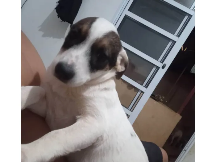 Cachorro ra a SRD-ViraLata idade 2 a 6 meses nome Ravena 