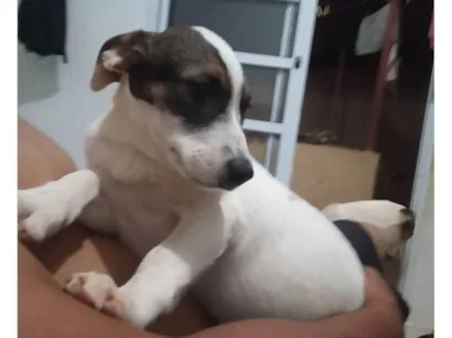 Cachorro raça SRD-ViraLata idade 2 a 6 meses nome Ravena 