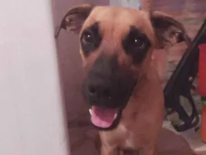 Cachorro raça SRD-ViraLata idade 7 a 11 meses nome Doki