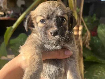 Cachorro raça SRD-ViraLata idade 2 a 6 meses nome Pipoca