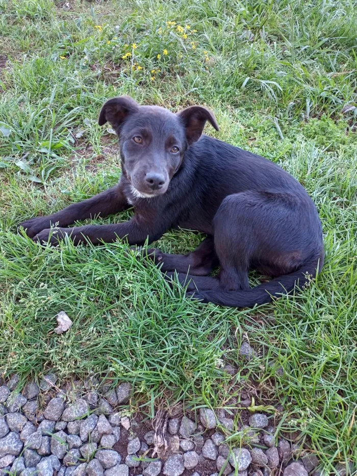 Cachorro ra a SRD-ViraLata idade 2 a 6 meses nome Menina pretinha