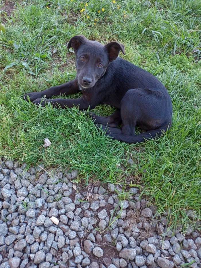 Cachorro ra a SRD-ViraLata idade 2 a 6 meses nome Menina pretinha