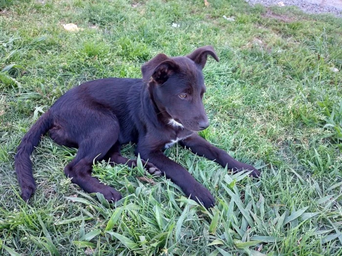 Cachorro ra a SRD-ViraLata idade 2 a 6 meses nome Menina pretinha