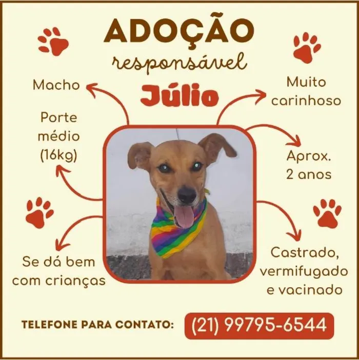 Cachorro ra a SRD-ViraLata idade 2 anos nome Julio