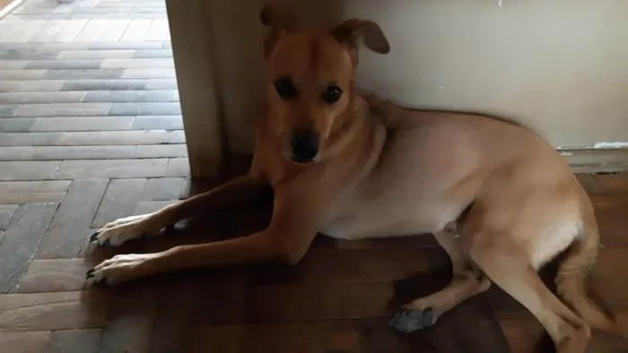 Cachorro ra a SRD-ViraLata idade 2 anos nome Julio