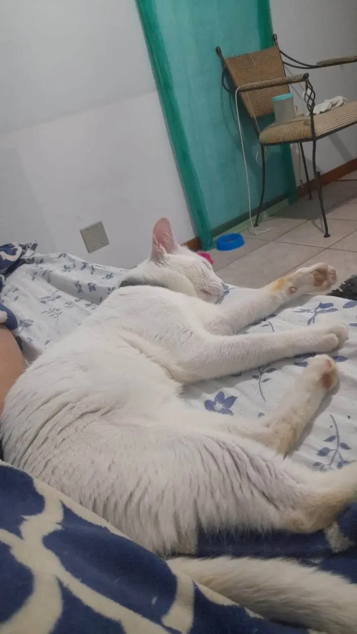 Gato ra a SRD-ViraLata idade 2 a 6 meses nome Frederico 