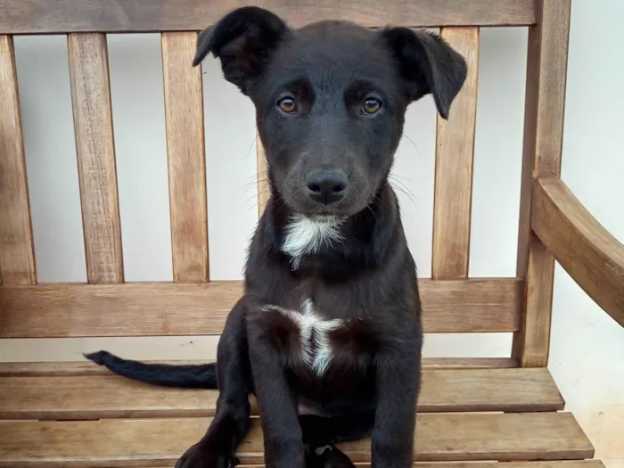 Cachorro ra a SRD-ViraLata idade 2 a 6 meses nome Menina pretinha