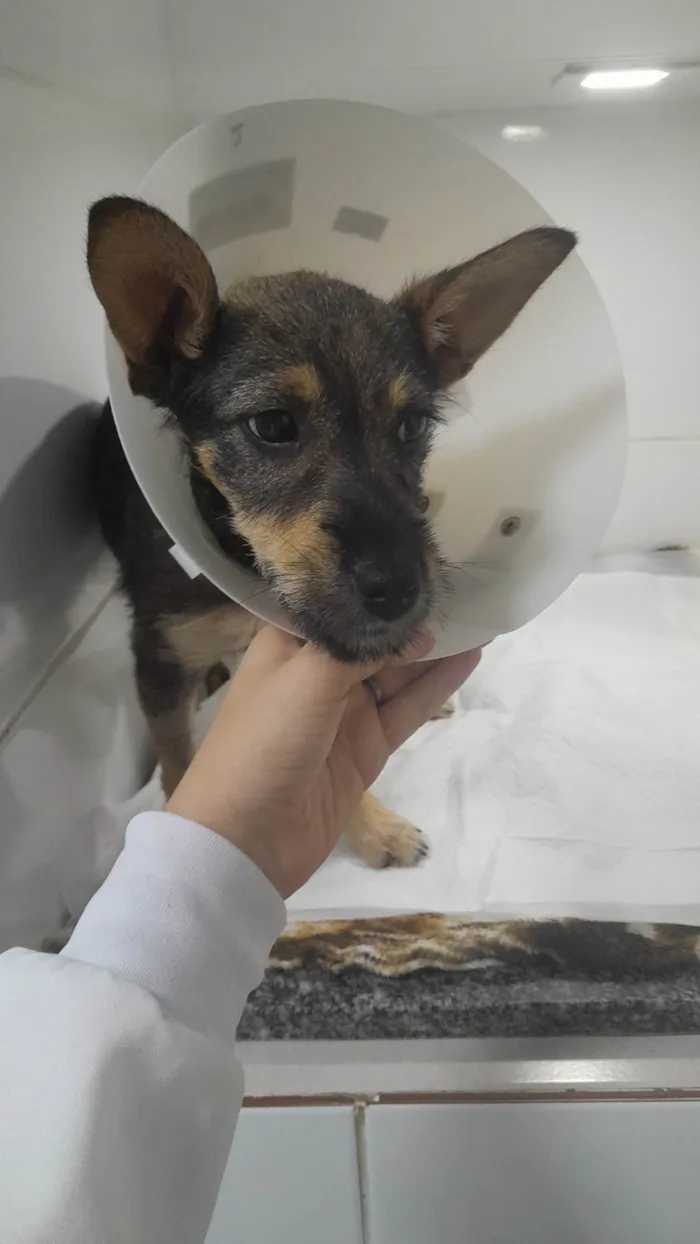 Cachorro ra a SRD-ViraLata idade 2 a 6 meses nome Bob