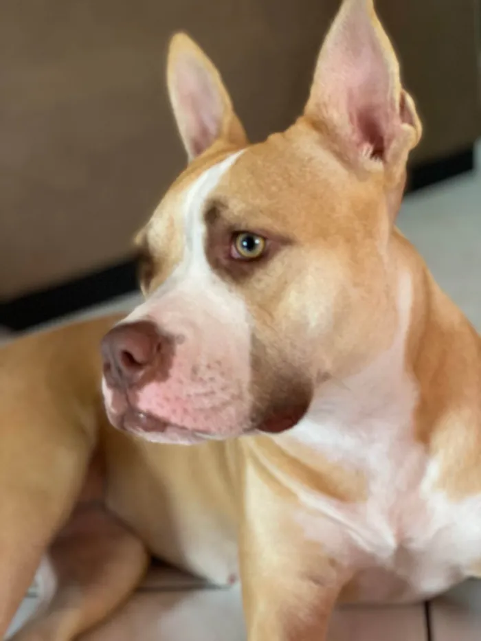 Cachorro ra a Pit-Bull idade 2 anos nome Mel