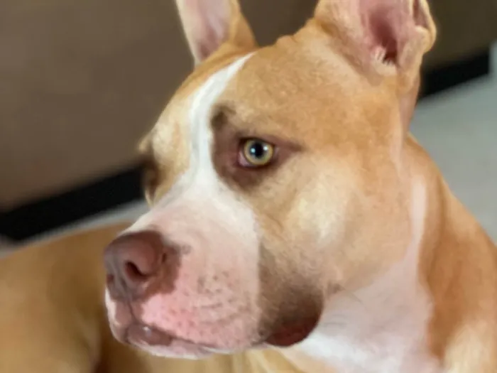 Cachorro ra a Pit-Bull idade 2 anos nome Mel