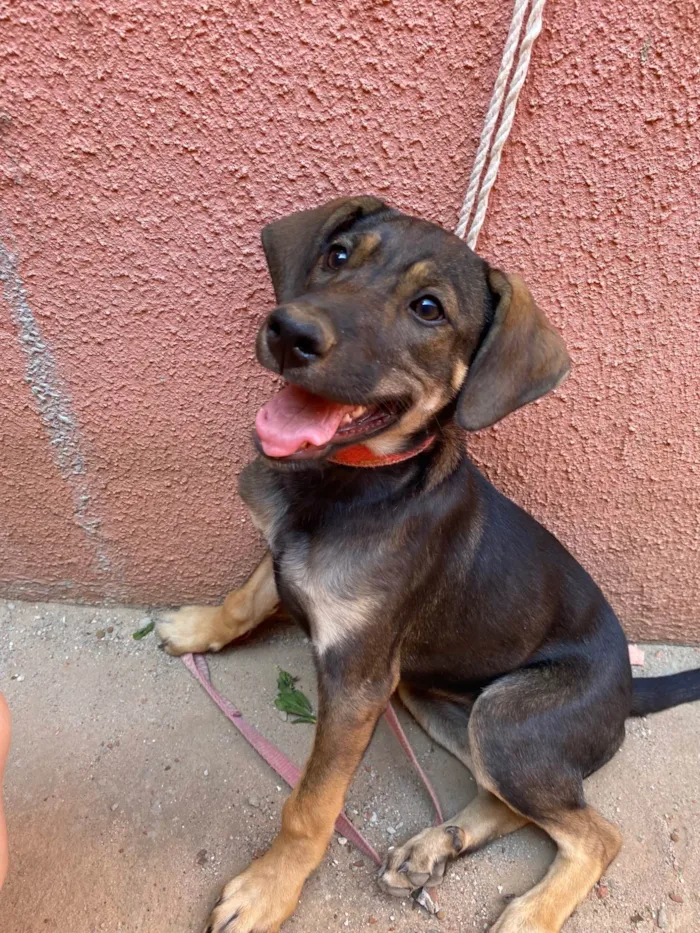 Cachorro ra a Rottweiler idade 2 a 6 meses nome Aisha