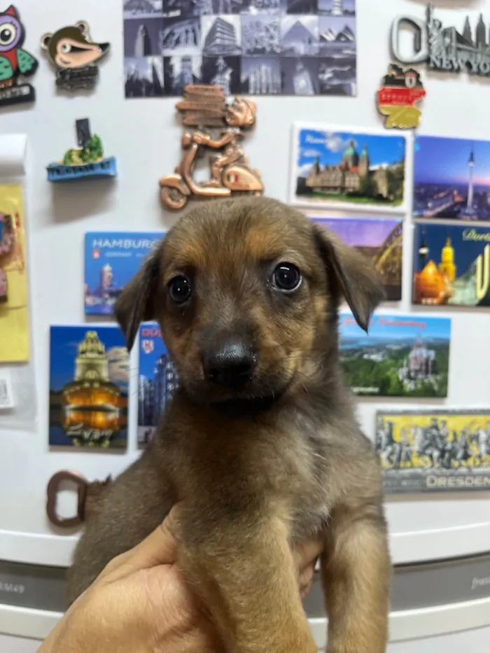 Cachorro ra a SRD-ViraLata idade 2 a 6 meses nome Ronaldo