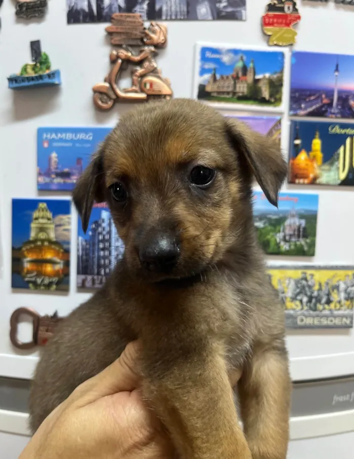 Cachorro ra a SRD-ViraLata idade 2 a 6 meses nome Ronaldo