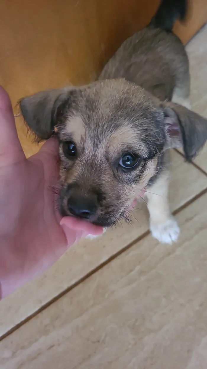 Cachorro ra a SRD-ViraLata idade Abaixo de 2 meses nome Não tem nome