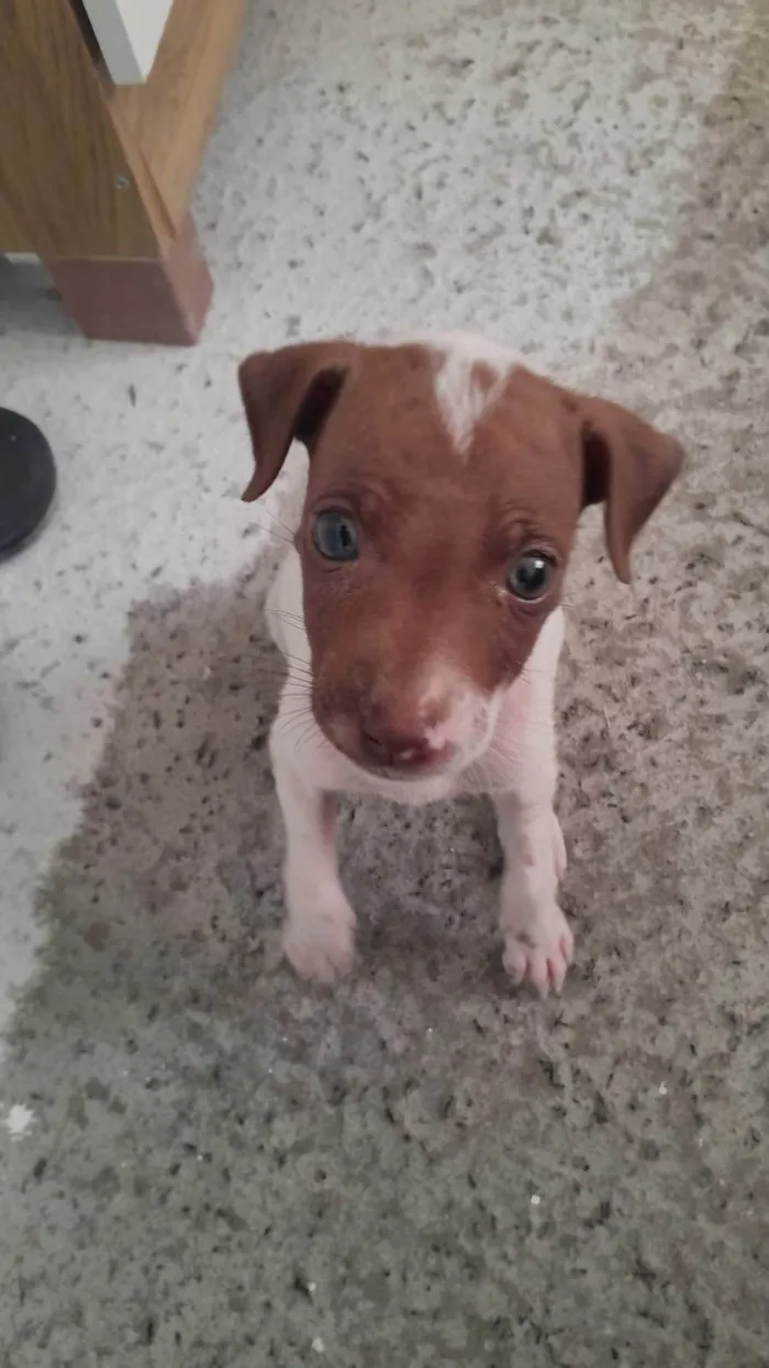 Cachorro ra a Fox Terrier idade Abaixo de 2 meses nome Kiara