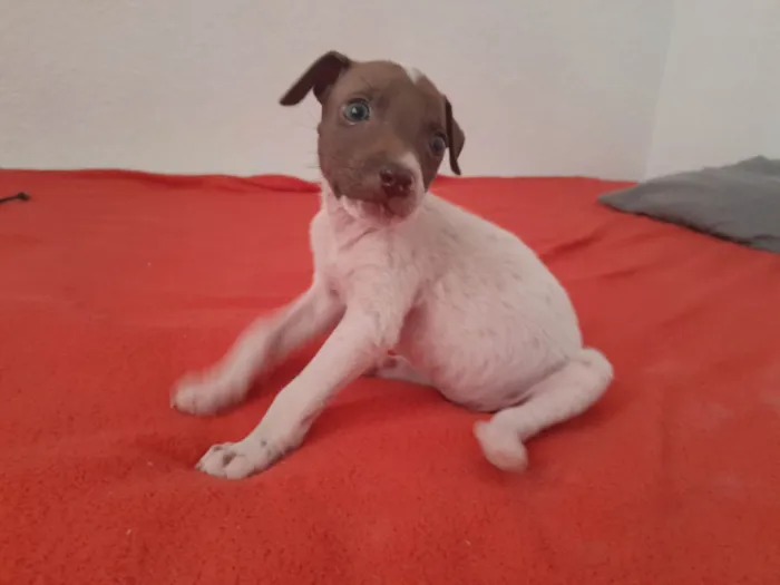 Cachorro ra a Fox Terrier idade Abaixo de 2 meses nome Kiara