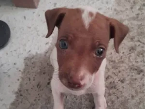 Cachorro raça Fox Terrier idade Abaixo de 2 meses nome Kiara