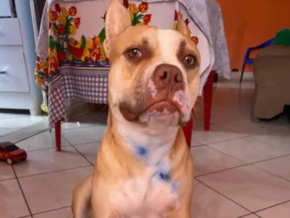 Cachorro raça Pit-Bull idade 2 anos nome Mel