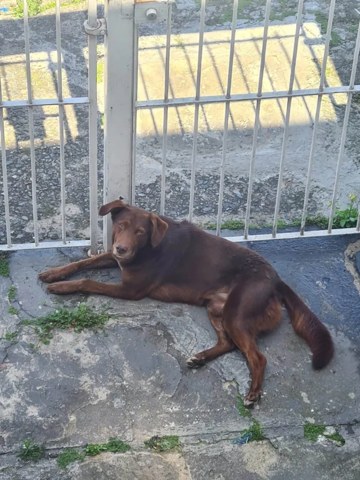 Cachorro ra a SRD-ViraLata idade 6 ou mais anos nome Sem nome