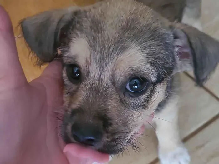 Cachorro ra a SRD-ViraLata idade Abaixo de 2 meses nome Não tem nome