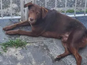 Cachorro raça SRD-ViraLata idade 6 ou mais anos nome Sem nome