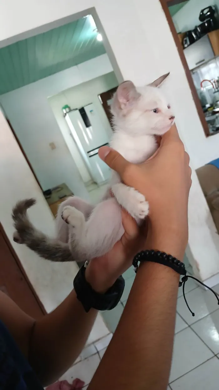 Gato ra a Siamês idade 2 a 6 meses nome Lua