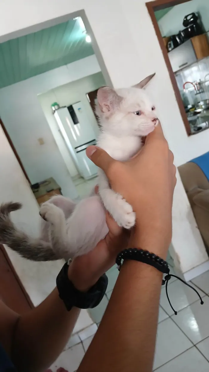 Gato ra a Siamês idade 2 a 6 meses nome Lua