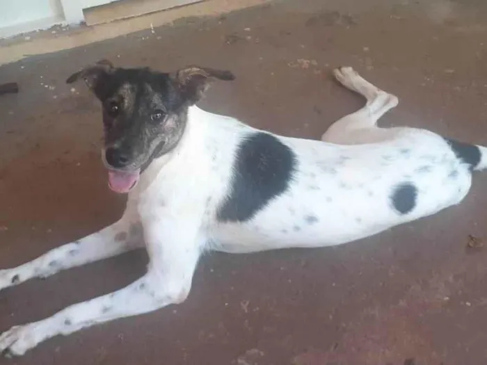 Cachorro raça SRD-ViraLata idade 5 anos nome Sem nome 