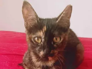 Gato raça SRD-ViraLata idade 2 a 6 meses nome PINTADINHA