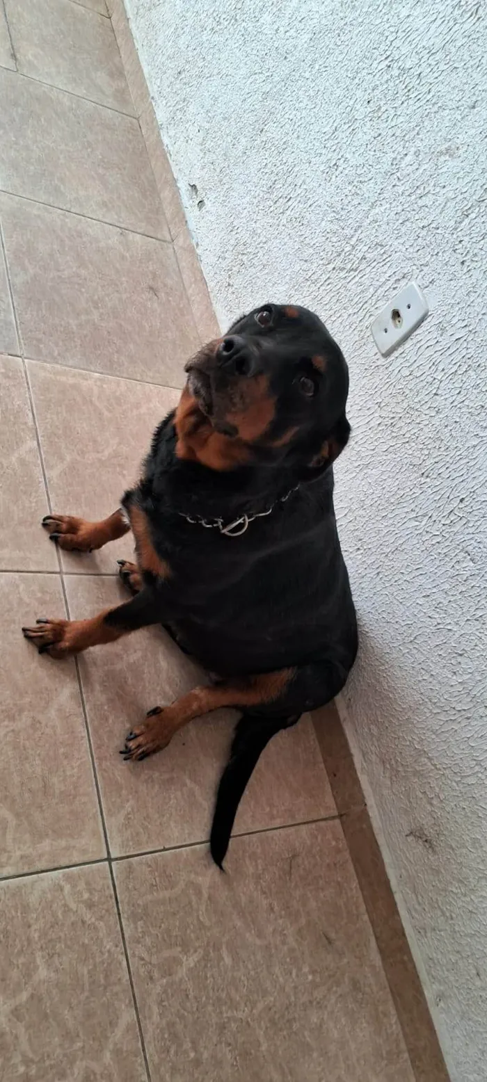 Cachorro ra a Rottweiler idade 5 anos nome Baby