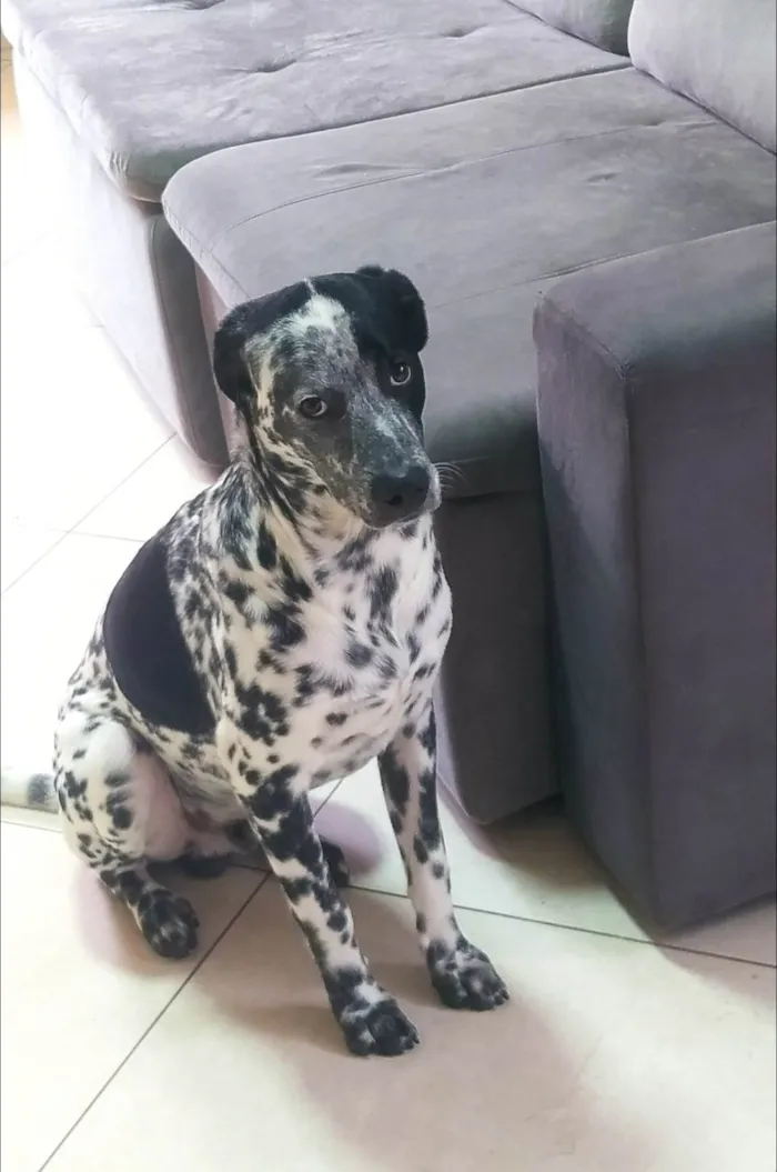 Cachorro ra a SRD-ViraLata idade 7 a 11 meses nome Flokinho