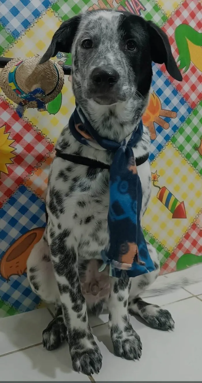 Cachorro ra a SRD-ViraLata idade 7 a 11 meses nome Flokinho