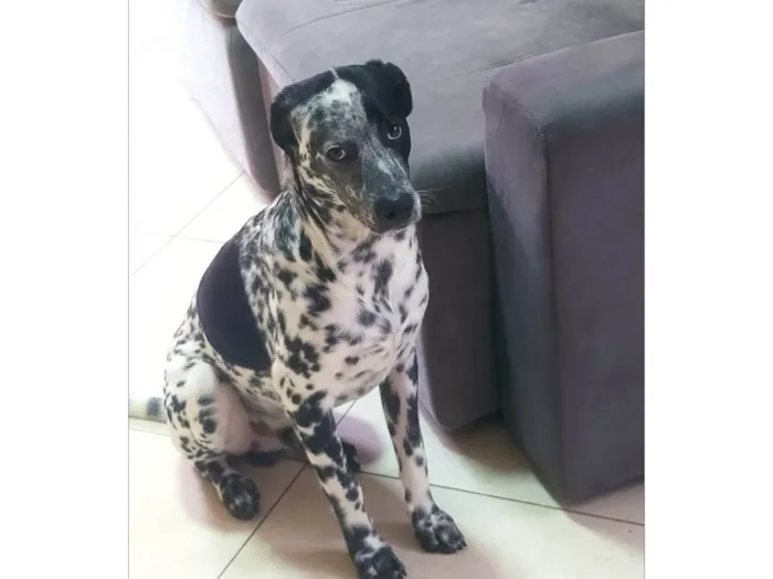 Cachorro ra a SRD-ViraLata idade 7 a 11 meses nome Flokinho