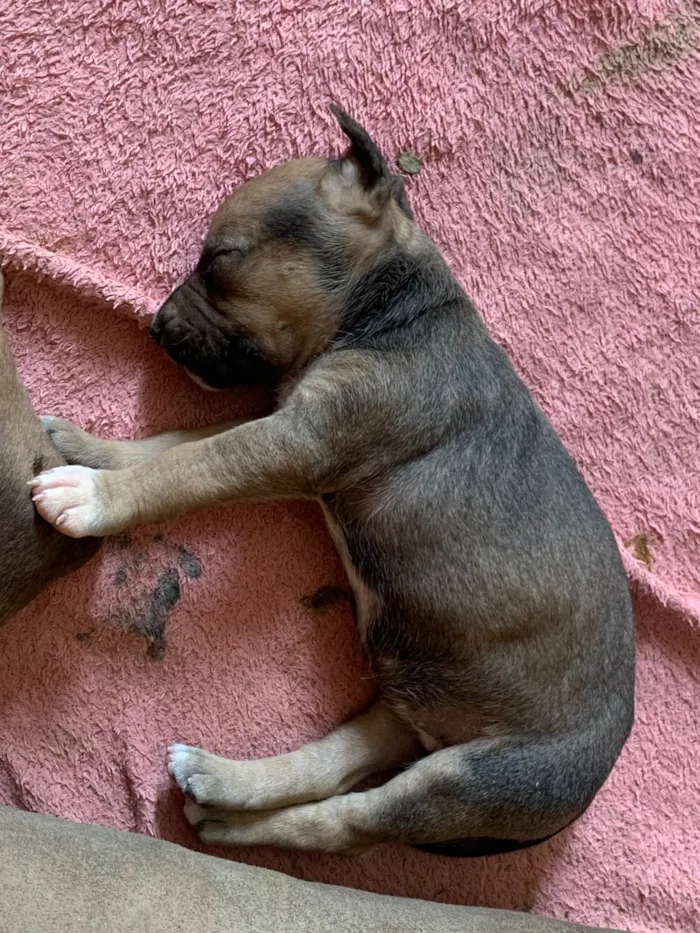 Cachorro ra a Pit-Bull idade Abaixo de 2 meses nome Spake