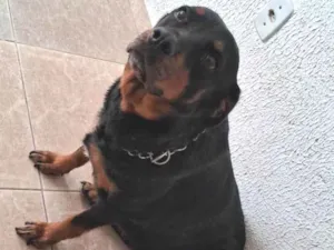 Cachorro raça Rottweiler idade 5 anos nome Baby