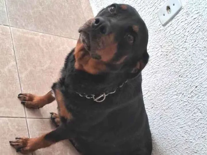 Cachorro ra a Rottweiler idade 5 anos nome Baby