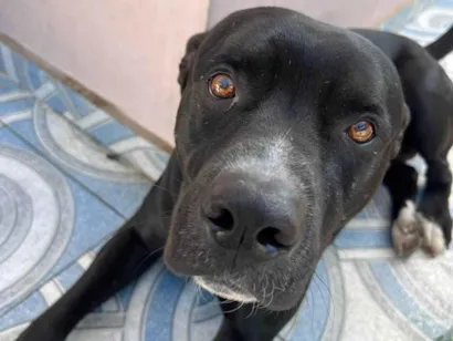 Cachorro raça SRD-ViraLata idade 3 anos nome Thoer