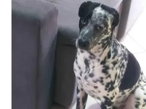 Cachorro raça SRD-ViraLata idade 7 a 11 meses nome Flokinho