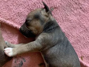 Cachorro raça Pit-Bull idade Abaixo de 2 meses nome Spake