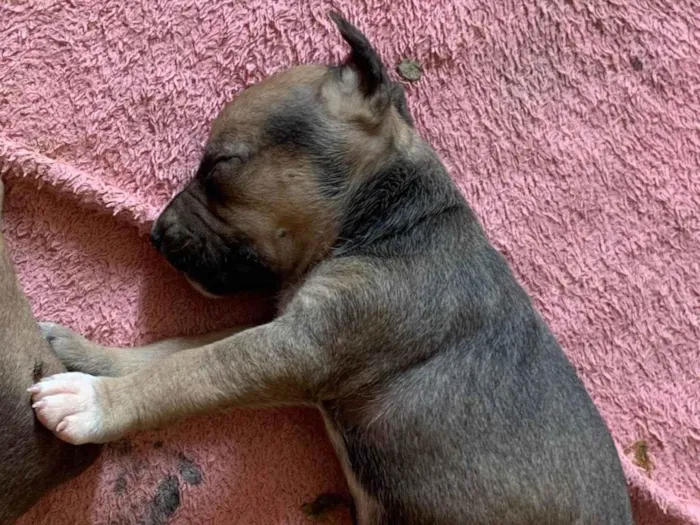 Cachorro ra a Pit-Bull idade Abaixo de 2 meses nome Spake